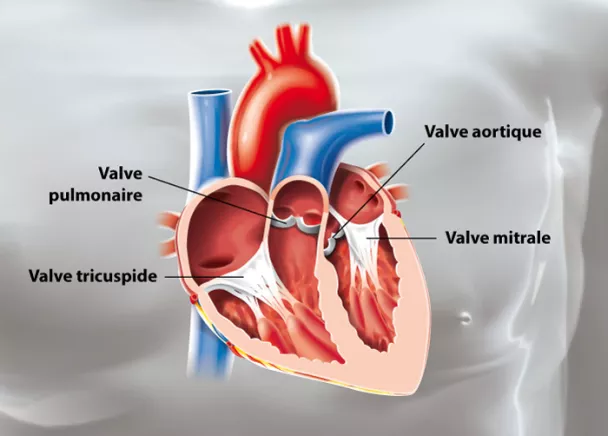 Valve tricuspide : définition, schéma, rôle dans le coeur